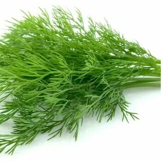 تصویر 2 از خرید عمده اینترنتی سبزی شوید خشک صادراتی + قیمت مناسب